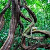 Lianes Guyane française. Forêt. Singe écrureuil. Saimiri sciureus. Ilet la mère.