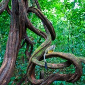 Lianes Guyane française. Forêt. Singe écrureuil. Saimiri sciureus. Ilet la mère.