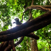 Lianes Guyane française. Forêt. Singe écrureuil. Saimiri sciureus. Ilet la mère.