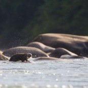 Loutre neotropicale