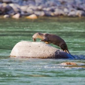 Loutre neotropicale