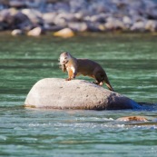 Loutre neotropicale