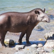 Tapir