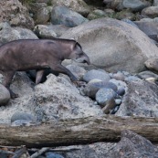 Tapir