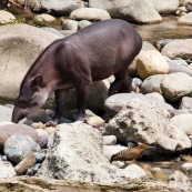 Tapir et héron