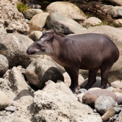 Tapir et héron