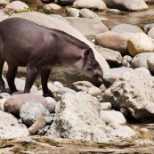 Tapir et héron