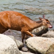 Cerf américain