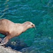 Otarie en plongeon