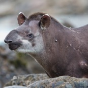 Tapir après l'attaque.