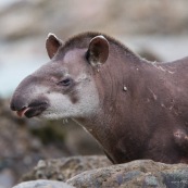 Tapir après l'attaque.