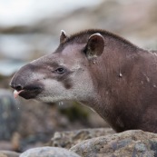 Tapir après l'attaque.