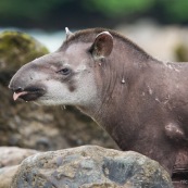 Tapir après l'attaque.