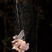 Chauve-souris prise dans un filet