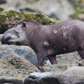 Tapir après l'attaque.