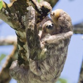 Paresseux à trois doigts (Bradypus tridactylus), Paresseux à gorge claire, Mouton paresseux ou Aï. Mère et son bébé. Sentier du Rorota. Guyane.