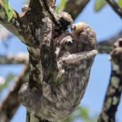 Paresseux à trois doigts (Bradypus tridactylus), Paresseux à gorge claire, Mouton paresseux ou Aï. Mère et son bébé. Sentier du Rorota. Guyane.