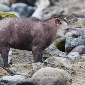 Tapir après l'attaque.