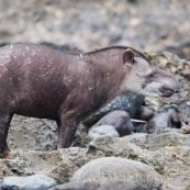 Tapir après l'attaque.