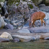 Mazama americana