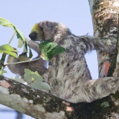 Paresseux à trois doigts (Bradypus tridactylus), Paresseux à gorge claire, Mouton paresseux ou Aï. Mère et son bébé. Sentier du Rorota. Guyane.  En train de manger des feuilles de bois canon.