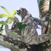 Paresseux à trois doigts (Bradypus tridactylus), Paresseux à gorge claire, Mouton paresseux ou Aï. Mère et son bébé. Sentier du Rorota. Guyane.  En train de manger des feuilles de bois canon.