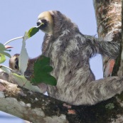 Paresseux à trois doigts (Bradypus tridactylus), Paresseux à gorge claire, Mouton paresseux ou Aï. Mère et son bébé. Sentier du Rorota. Guyane.  En train de manger des feuilles de bois canon.