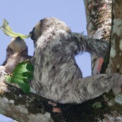 Paresseux à trois doigts (Bradypus tridactylus), Paresseux à gorge claire, Mouton paresseux ou Aï. Mère et son bébé. Sentier du Rorota. Guyane.  En train de manger des feuilles de bois canon.