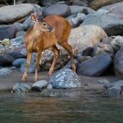 Mazama americana