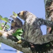 Paresseux à trois doigts (Bradypus tridactylus), Paresseux à gorge claire, Mouton paresseux ou Aï. Mère et son bébé. Sentier du Rorota. Guyane.  En train de manger des feuilles de bois canon.