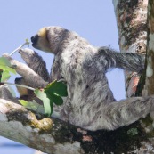 Paresseux à trois doigts (Bradypus tridactylus), Paresseux à gorge claire, Mouton paresseux ou Aï. Mère et son bébé. Sentier du Rorota. Guyane.  En train de manger des feuilles de bois canon.