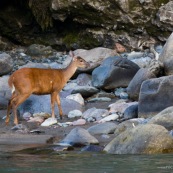 Mazama americana