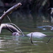 Nutria gigante