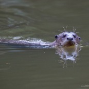 Nutria gigante