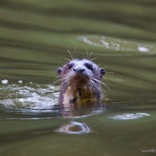 Nutria gigante