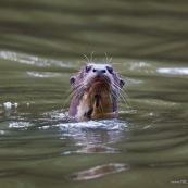 Nutria gigante