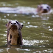 Nutria gigante