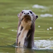 Nutria gigante