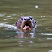 Nutria gigante