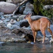 Cerf