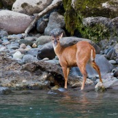 Mazama americana