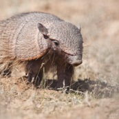 Armadillo peludo