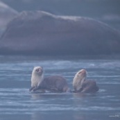 Loutre neotropicale