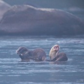 Loutre neotropicale