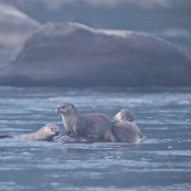 Loutre tropicale