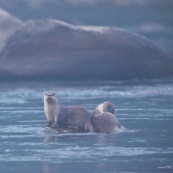 Loutre tropicale