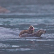 Loutre neotropicale