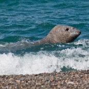 Elephant de mer