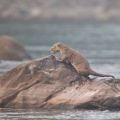 Loutre neotropicale