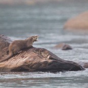 Loutre neotropicale